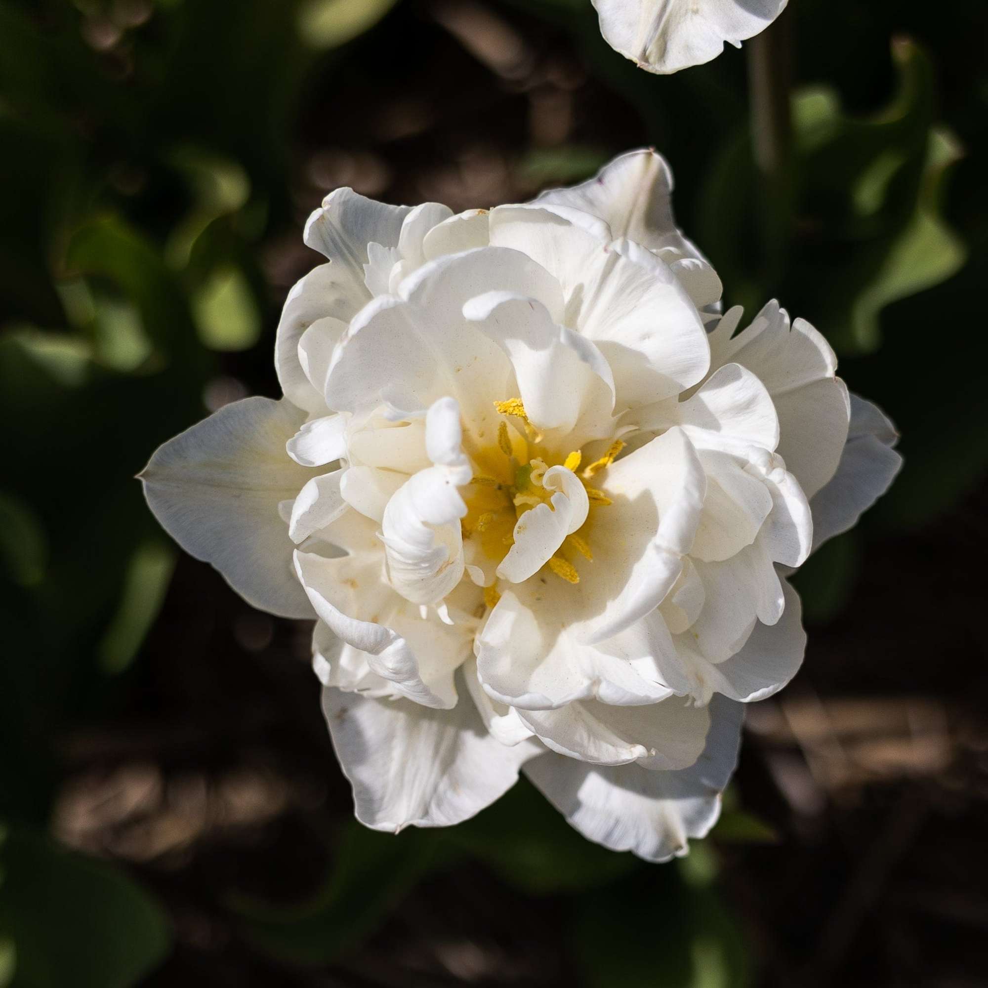 Tulpe 'Mount Tacoma'